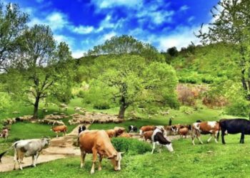 Fshati, kjo parajsë e njeriut: 7 arsyet pse duhet të jetojmë në fshat