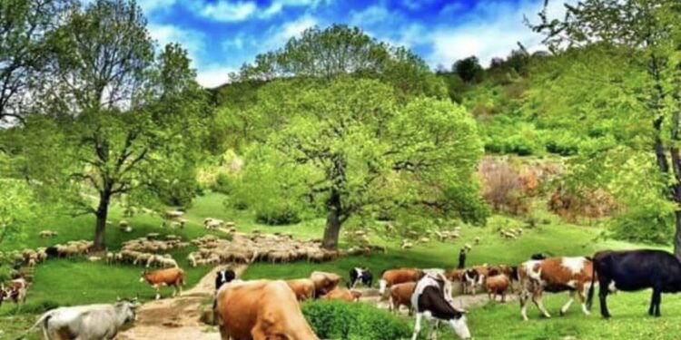 Fshati, kjo parajsë e njeriut: 7 arsyet pse duhet të jetojmë në fshat