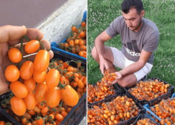 Tentuan ta mashtronin, por i dhanë një thesar: Fermeri i vetëm në Shqipëri që kultivoi gabimisht domaten me çmimin marramendës