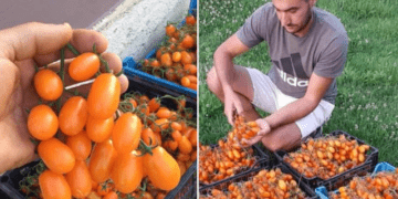 Tentuan ta mashtronin, por i dhanë një thesar: Fermeri i vetëm në Shqipëri që kultivoi gabimisht domaten me çmimin marramendës