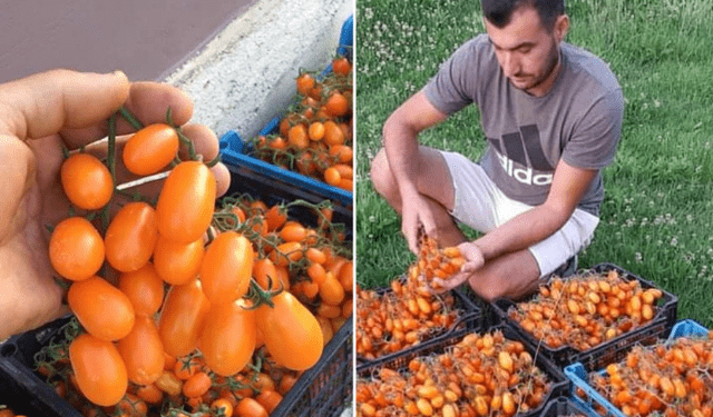 Tentuan ta mashtronin, por i dhanë një thesar: Fermeri i vetëm në Shqipëri që kultivoi gabimisht domaten me çmimin marramendës