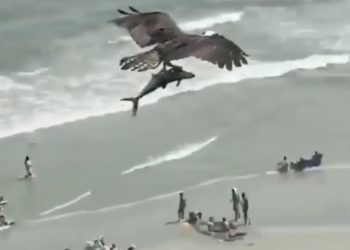 Pamje spektakolare: Shqiponja kap peshkaqenin dhe fluturon mbi plazh