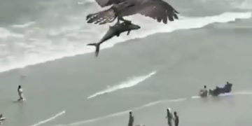 Pamje spektakolare: Shqiponja kap peshkaqenin dhe fluturon mbi plazh