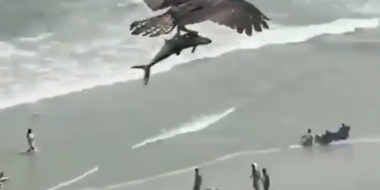 Pamje spektakolare: Shqiponja kap peshkaqenin dhe fluturon mbi plazh