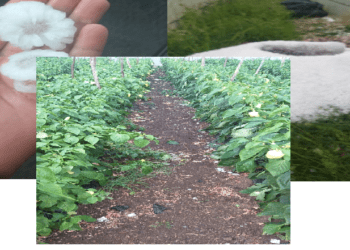 Dëmtohet rëndë bujku nga Drenasi, breshri ia shkatërron kulturat bujqësore