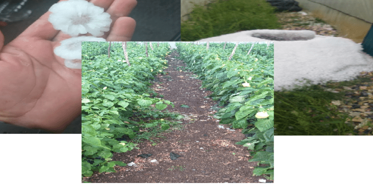 Dëmtohet rëndë bujku nga Drenasi, breshri ia shkatërron kulturat bujqësore