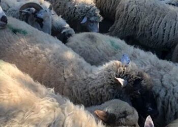 Fermerit  kosovar ia vjedhin 100 dele