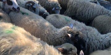 Fermerit  kosovar ia vjedhin 100 dele