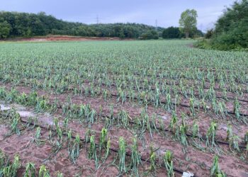 Pamje të rënda nga Gurrakoci i Istogut, breshëri i bën rrafsh kulturat bujqësore!