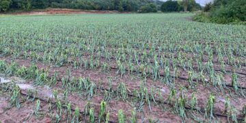 Pamje të rënda nga Gurrakoci i Istogut, breshëri i bën rrafsh kulturat bujqësore!