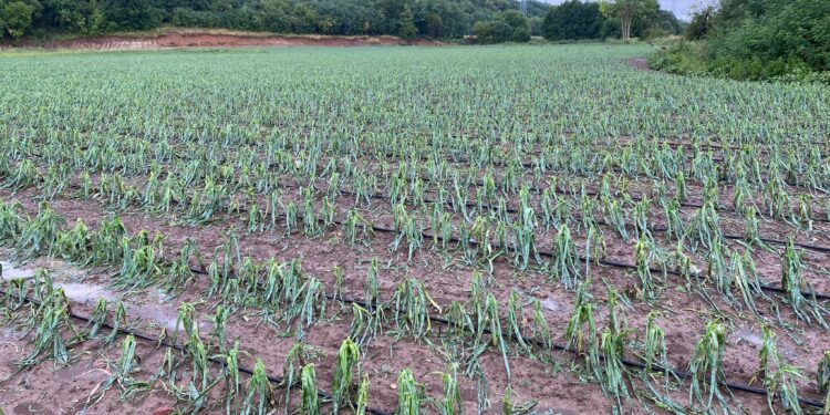 Pamje të rënda nga Gurrakoci i Istogut, breshëri i bën rrafsh kulturat bujqësore!