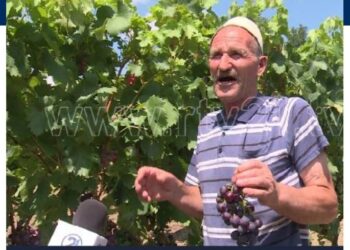 Rrush me bollëk por pak blerës në Rahovec