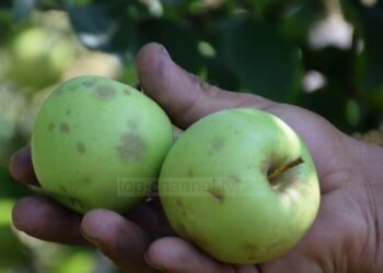 Breshëri shkatërron mollët/ Stuhia godet fshatrat e Devollit, dëmi deri në 80 përqind