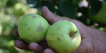 Breshëri shkatërron mollët/ Stuhia godet fshatrat e Devollit, dëmi deri në 80 përqind