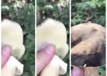 Qytetari nga Kamenica prish kërpudhat e mbledhura, thotë se nuk i shet për 50-60 cent