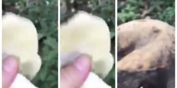 Qytetari nga Kamenica prish kërpudhat e mbledhura, thotë se nuk i shet për 50-60 cent