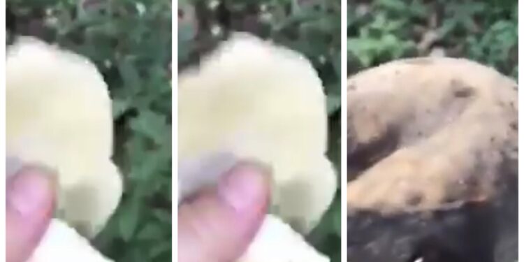 Qytetari nga Kamenica prish kërpudhat e mbledhura, thotë se nuk i shet për 50-60 cent