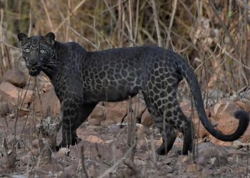 Temperaturat mbi 45 gradë shtrëngojnë specien e rrallë të dalë zbuluar
