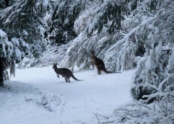 Bie borë e madhe në Australi, edhe në disa rajone ku bora është e pazakontë