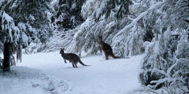 Bie borë e madhe në Australi, edhe në disa rajone ku bora është e pazakontë