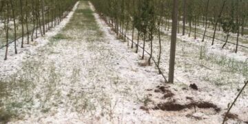 Qindra hektarë kultura bujqësore në Junik dëmtohen nga breshri