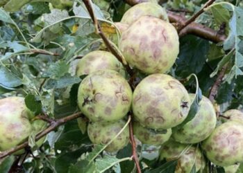 Breshri “sakaton” kulturat bujqësore