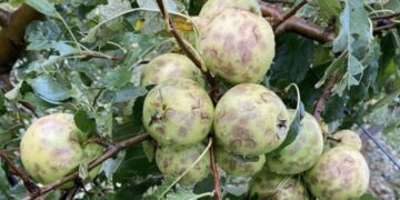 Breshri “sakaton” kulturat bujqësore