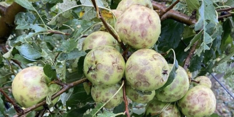 Breshri “sakaton” kulturat bujqësore