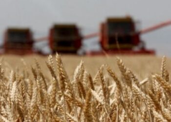 Vit rekord i rendimenteve të grurit, më e larta në 10 vitet e fundit