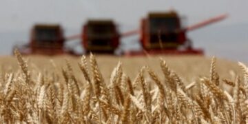 Vit rekord i rendimenteve të grurit, më e larta në 10 vitet e fundit