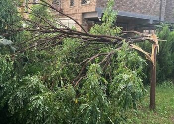 Era e fortë ndan në mes lisat në Prishtinë