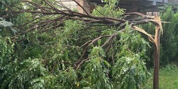 Era e fortë ndan në mes lisat në Prishtinë