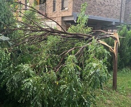 Era e fortë ndan në mes lisat në Prishtinë