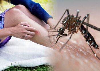 “Vërshimi” i mushkonjave në Prishtinë, Shpend Ahmeti del me një njoftim të rëndësishëm