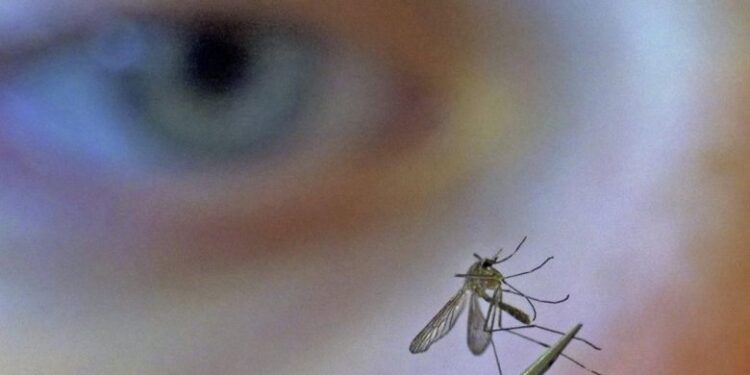 Amerikanët lëshojnë 750 milionë mushkonja të modifikuara gjenetikisht në natyrë