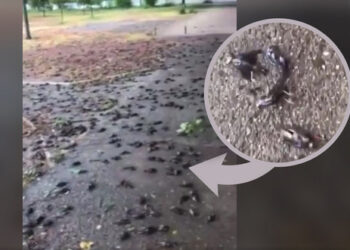 Stuhia ‘shuan’ tufën e harabelave në Podgoricë, qindra të ngordhur në trotuare dhe parqe