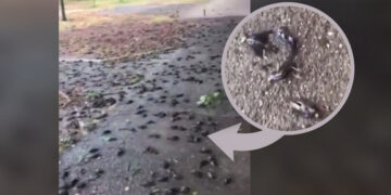 Stuhia ‘shuan’ tufën e harabelave në Podgoricë, qindra të ngordhur në trotuare dhe parqe