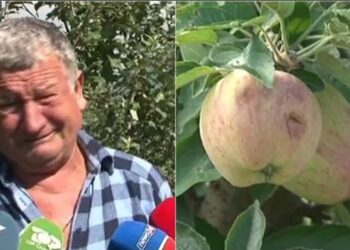 Breshëri dëmton mollët e Devollit, fermerët me lot në sy: Shkoi gjithë mundi dëm