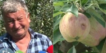 Breshëri dëmton mollët e Devollit, fermerët me lot në sy: Shkoi gjithë mundi dëm