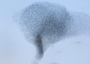Nuk është tornado: Shikoni me kujdes xhirimin!