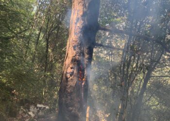 Pema merr flakë pasi goditet nga rrufeja, zjarri rrezikon pyllin në Shqipëri