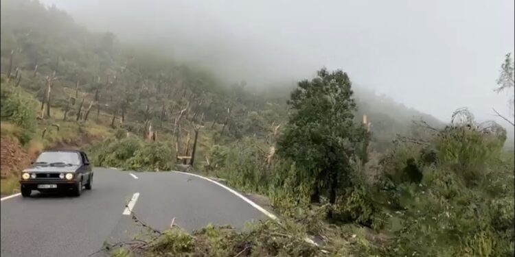 Tornado shkatërron një zonë të Majorkës në Spanjë, qindra drunj përtokë