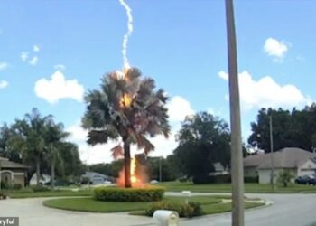 Vetëtima godet palmën, shfaqet papritur në qiellin e pastër