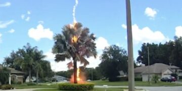 Vetëtima godet palmën, shfaqet papritur në qiellin e pastër