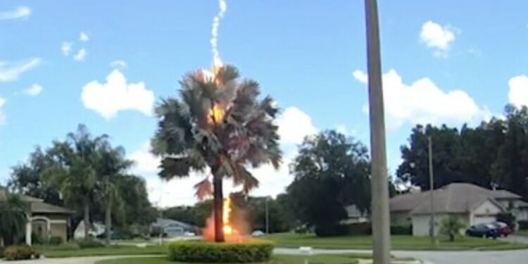 Vetëtima godet palmën, shfaqet papritur në qiellin e pastër