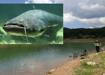 Siluri, krijesa me 5 metra gjatësi që jeton në Badovc