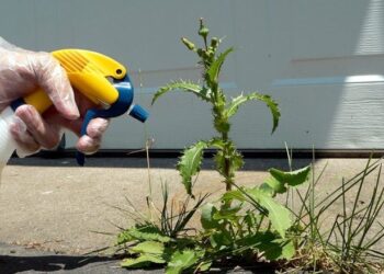 Produkti shtëpiak që e eliminon barin e padëshiruar në betonin e shtëpisë