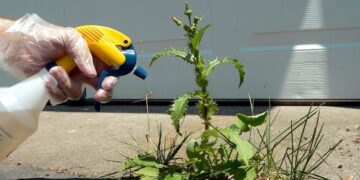 Produkti shtëpiak që e eliminon barin e padëshiruar në betonin e shtëpisë