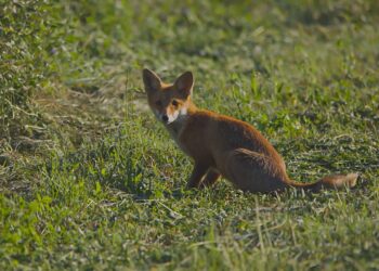 Pamje e rrallë, këlyshi i dhelprës së kuqe fotografohet në Kamenicë