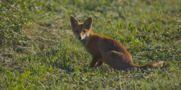 Pamje e rrallë, këlyshi i dhelprës së kuqe fotografohet në Kamenicë